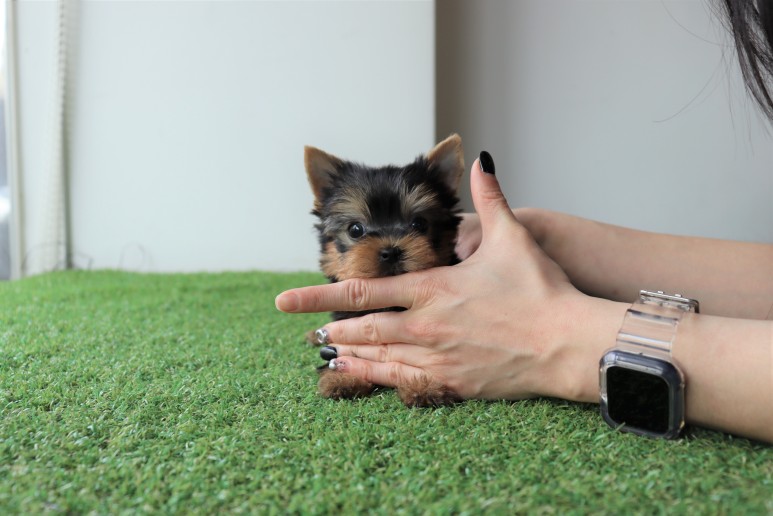 행복하게 지내요 요크셔테리어분양 쫑이만나 6