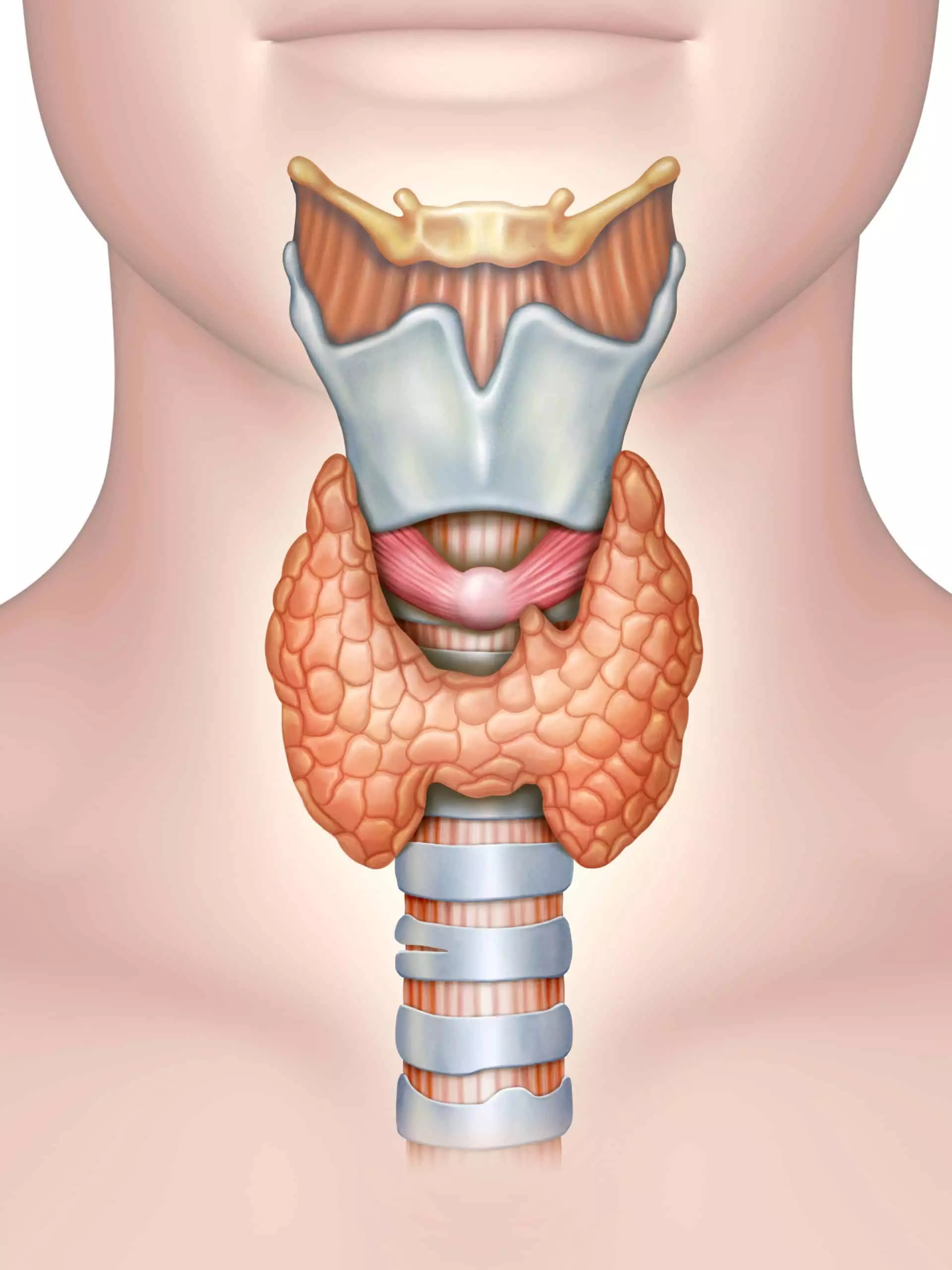 갑상선 질환(Thyroid Disease)