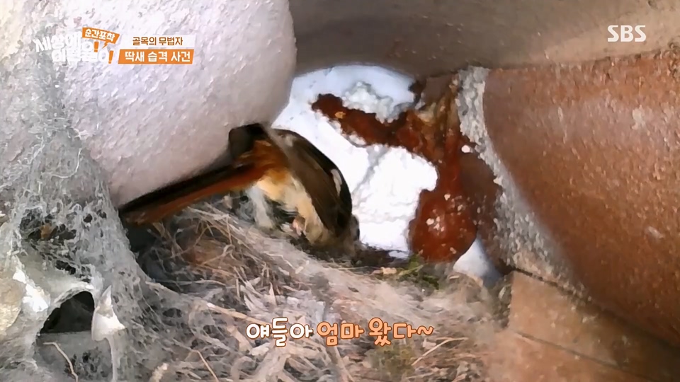 순간포착 세상에 이런일이.E1233.230617p.H264-F1RST.mp4_20230618_175939.979.jpg