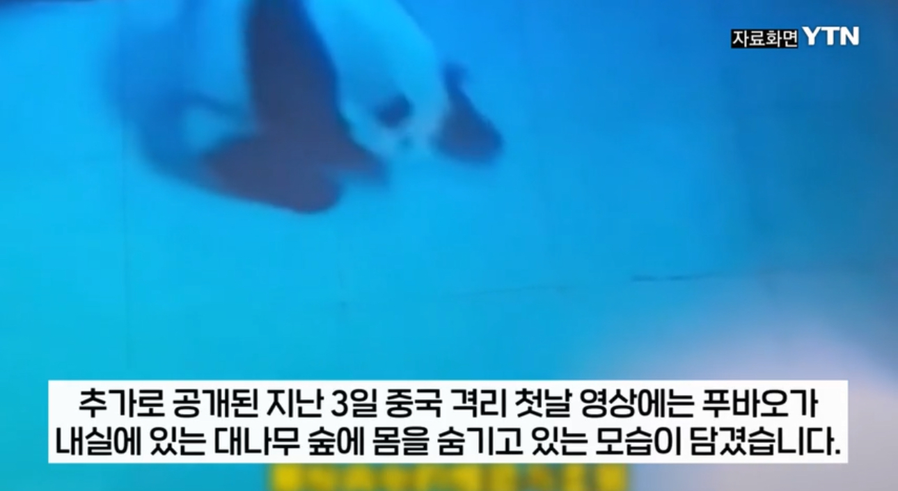  푸바오 앞구르기 무한반복, ”걱정 할 일 아닙니다.“