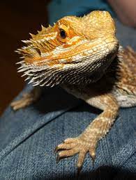 pogona