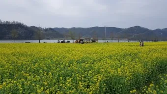 창녕 남지 유채꽃축제 일정 맛집 코스_15