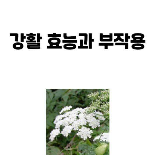 강활 효능과 부작용