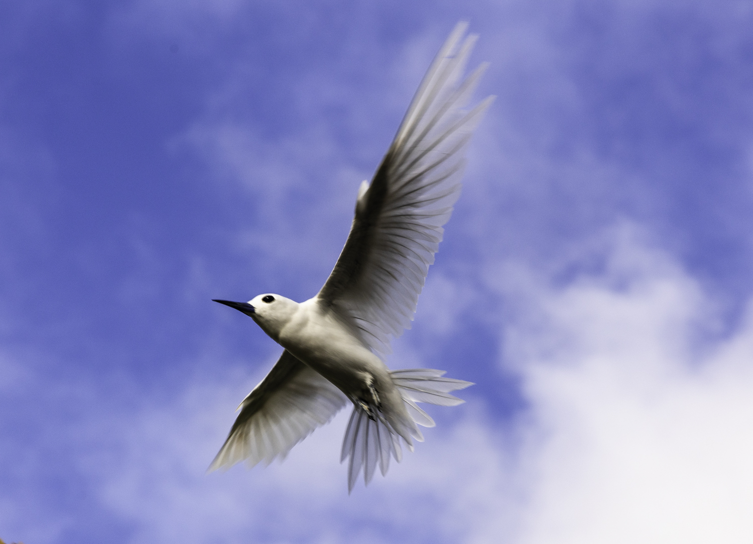 괌 흰제비갈매기