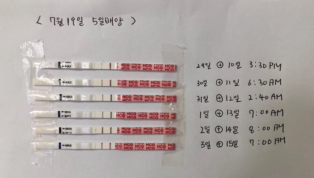 원포임테기-임신테스트검사결과