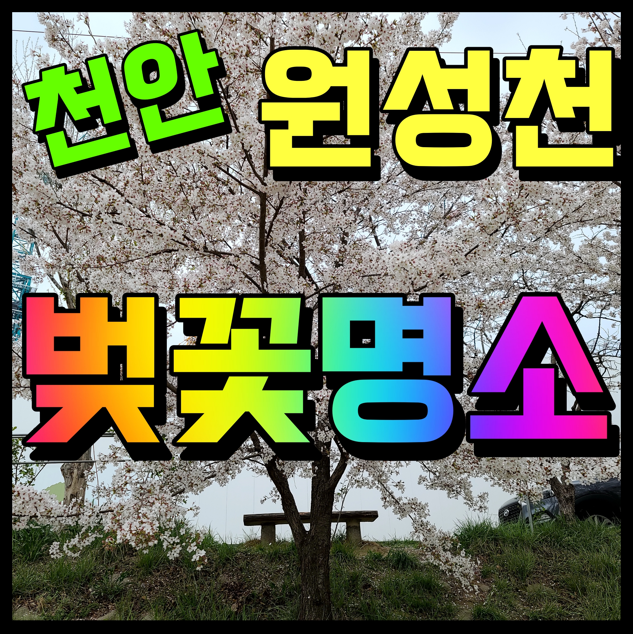  천안 벚꽃 명소 원성천 산책로 따라서 걸어볼까요