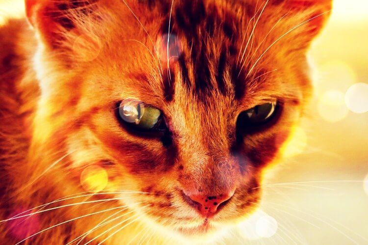 정면을-바라보고-있는-주황색-고양이