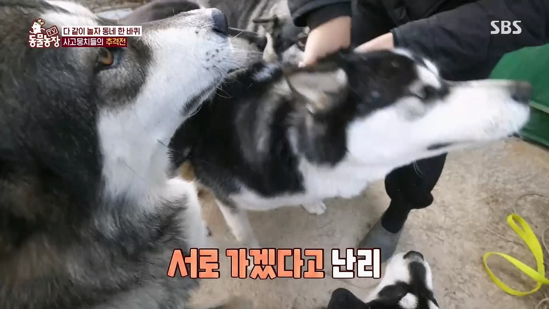 TV 동물농장.E1107.230205p.H264-F1RST.mp4_20230205_173957.447.jpg