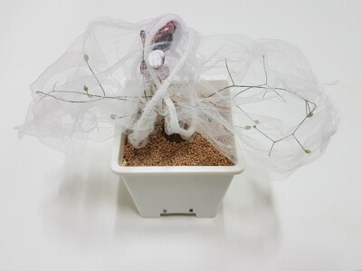 드리미아인트리카타-다육식물씨앗-채종방법-알려주는사진