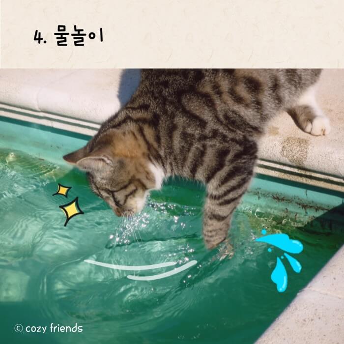 4.물장구치는 고양이