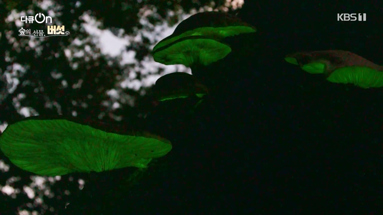 다큐 온.E227.231120p-NEXT.mp4_20231121_202107.220.jpg