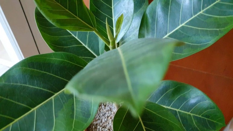 식물 인테리어로 뱅갈고무 나무 키우기 집에서 키우는 거실 반려 5