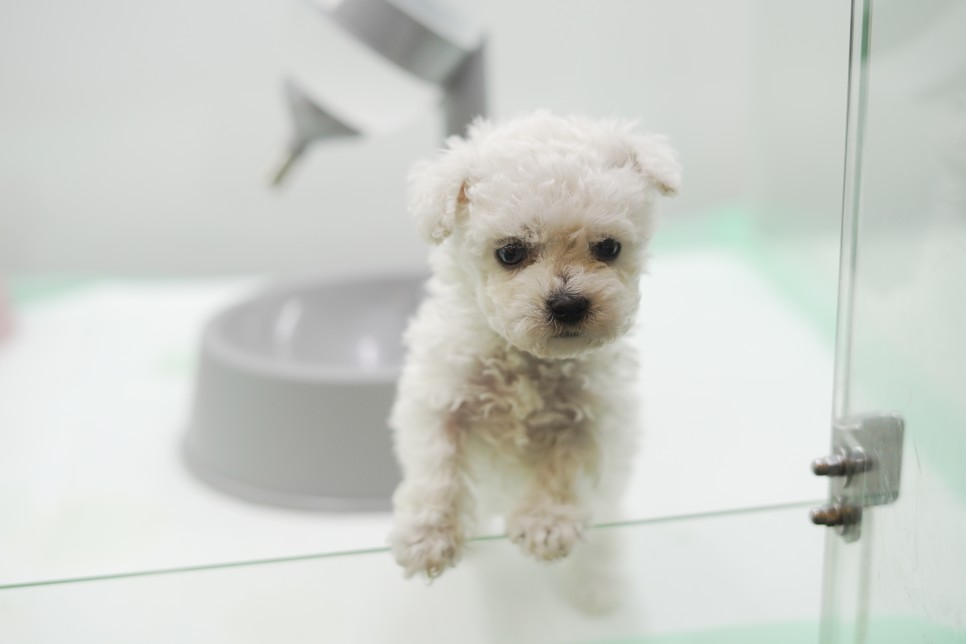 놀라운 외모 일산 강아지 분양 셀포메라니안 11