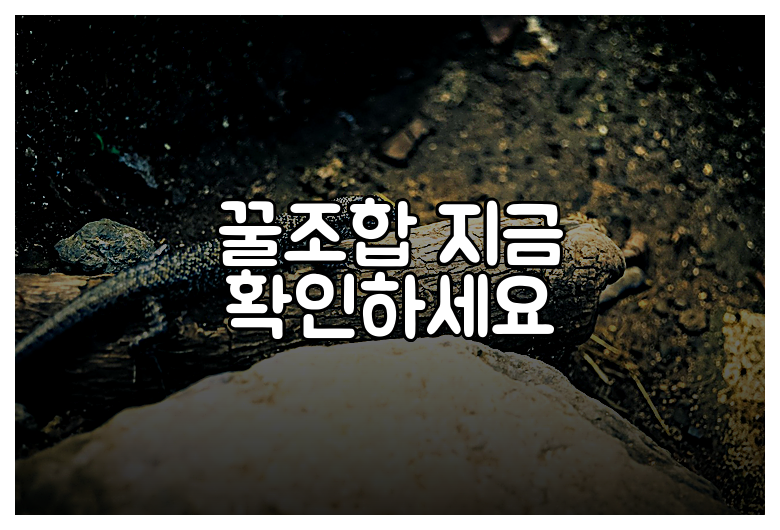 꿀조합 지금 확인하세요