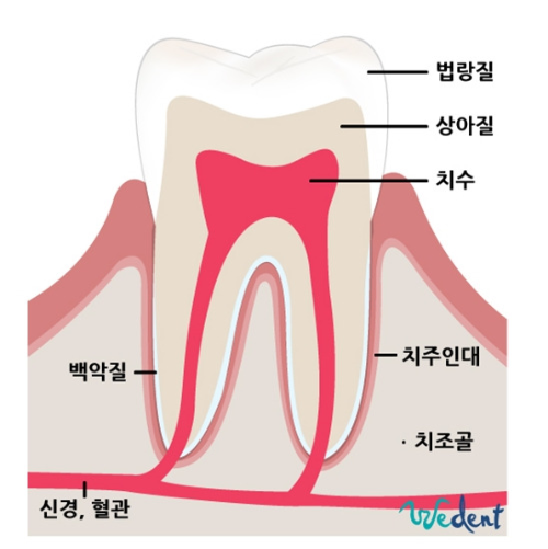 흔들리는 치아 - 치주인대는 어디?
