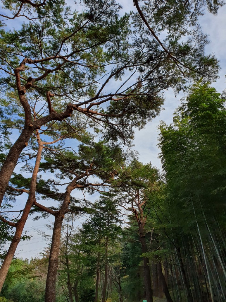 드라마 더킹 부산 여행 : ) 가을을 걷는 여행 ~ 기장 아홉산숲 13