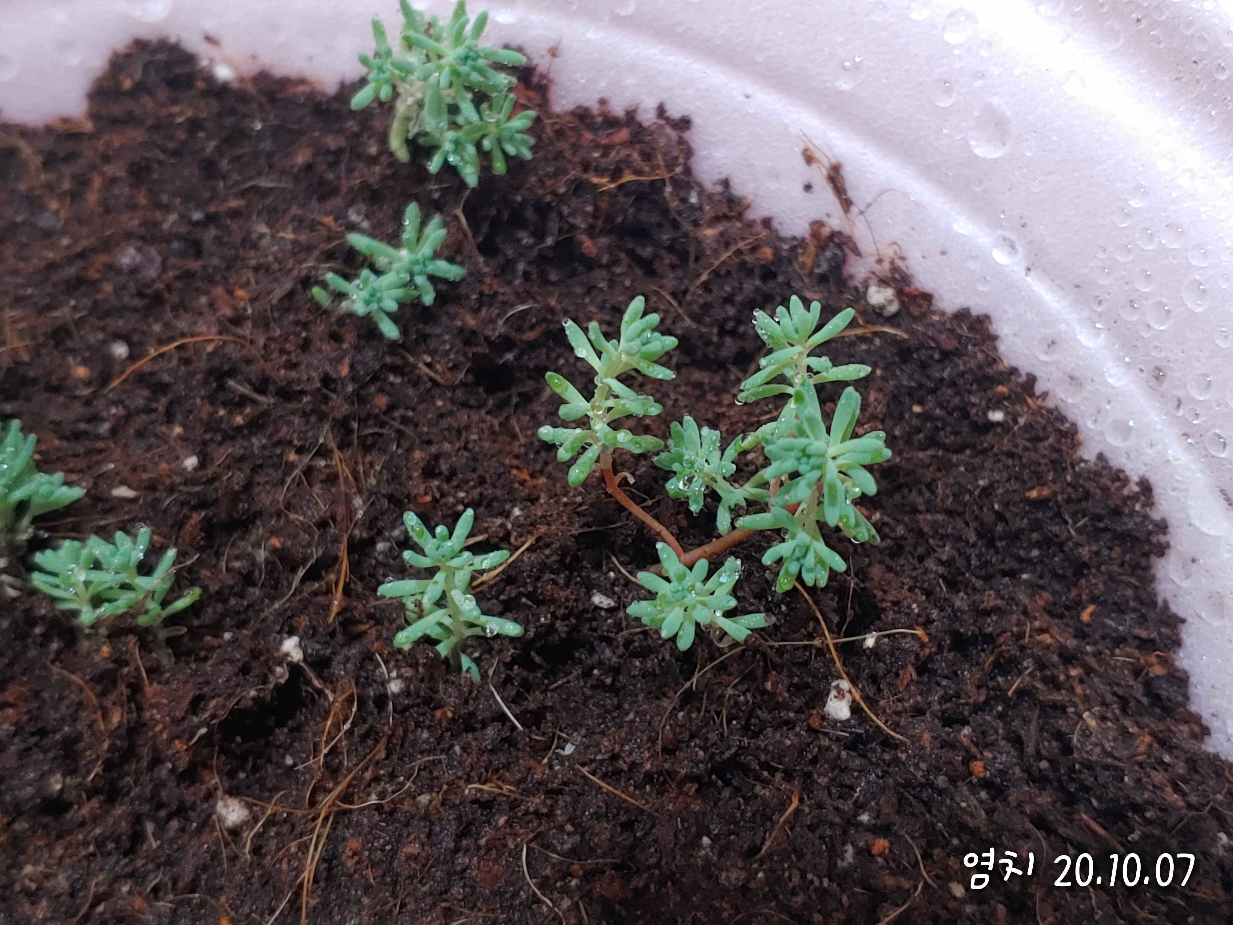  세덤(Sedum) 생태 지피식물 다육식물