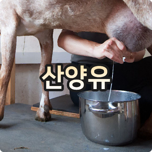  쉽고 빠르게 알려드리는 산양유 단백질의 효능