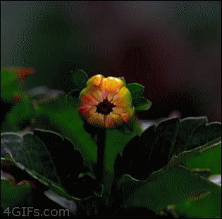 img.gif