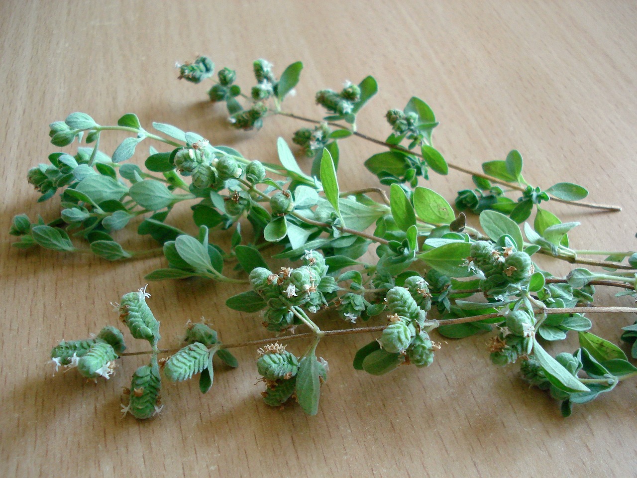 허브 향신료 오레가노(Oregano): 특성과 종류, 효능 6가지, 섭취 방법, 재배 팁