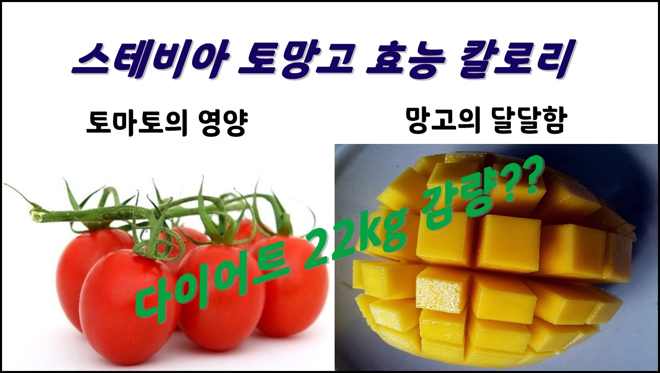  스테비아 토마토 토망고 단마토 효능 칼로리 - 다이어트에 탁월한?