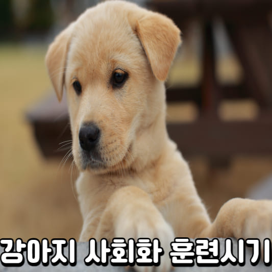 강아지 사회화 훈련 강아지 사회화 훈련 강아지 사회화 훈련 강아지 사회화 훈련