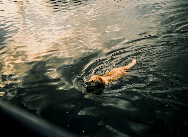 강아지 수영방법, 강아지 슬개골 운동, 강아지 수영 주의사항, 강아지 관절운동