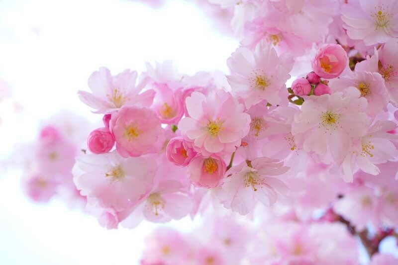 핑크빛-벚꽃