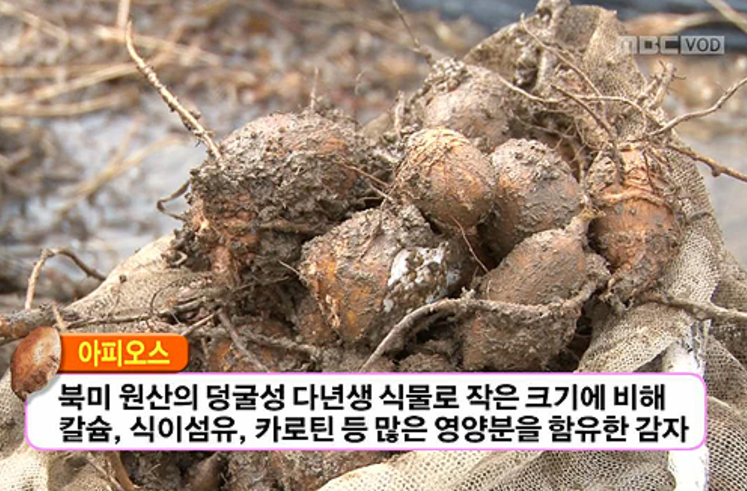  인디언 감자 아피오스 효능 먹는법