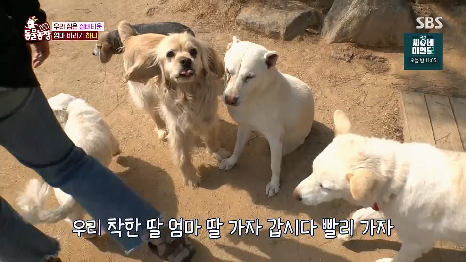 TV 동물농장.E1115.230409p.H264-F1RST.mp4_20230409_173057.197.jpg