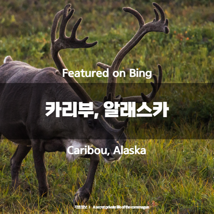  Featured on Bing - 카리부, 알래스카 Caribou, Alaska