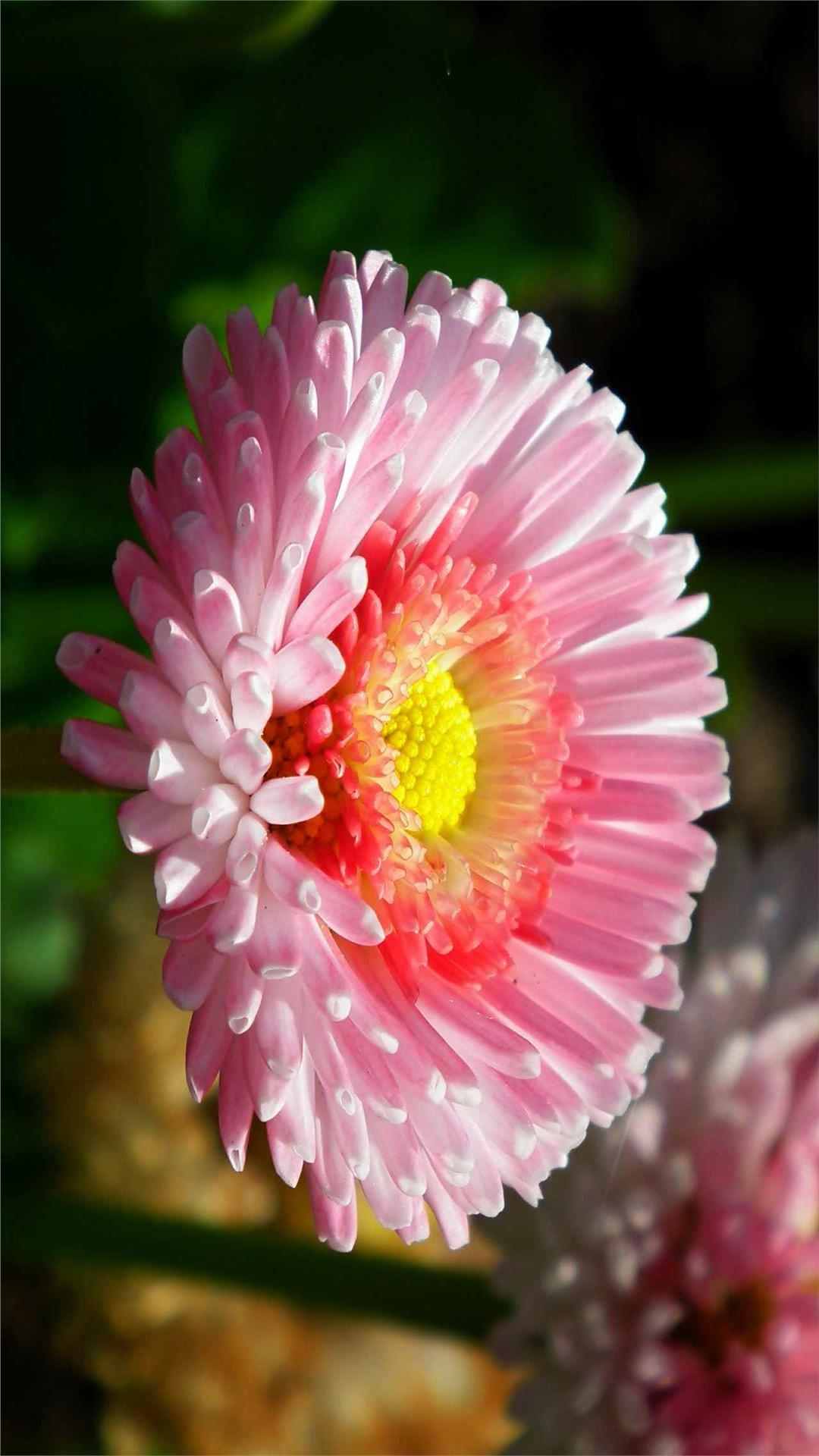 Daisy Flower iPhone Wallpaper
