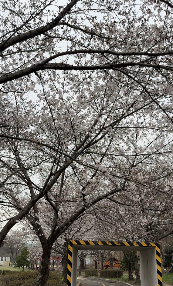 위치 벚꽃 이미지 1