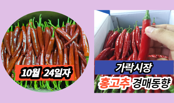  [경매사 일일보고] 10월 24일자 가락시장 홍고추 경매동향을 살펴보겠습니다!