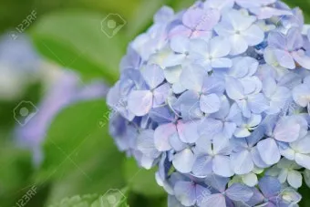 수국 키우는 법 색깔 변화 이유 관리_33