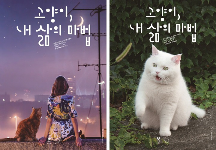 실내 고양이 30일 행동 개선