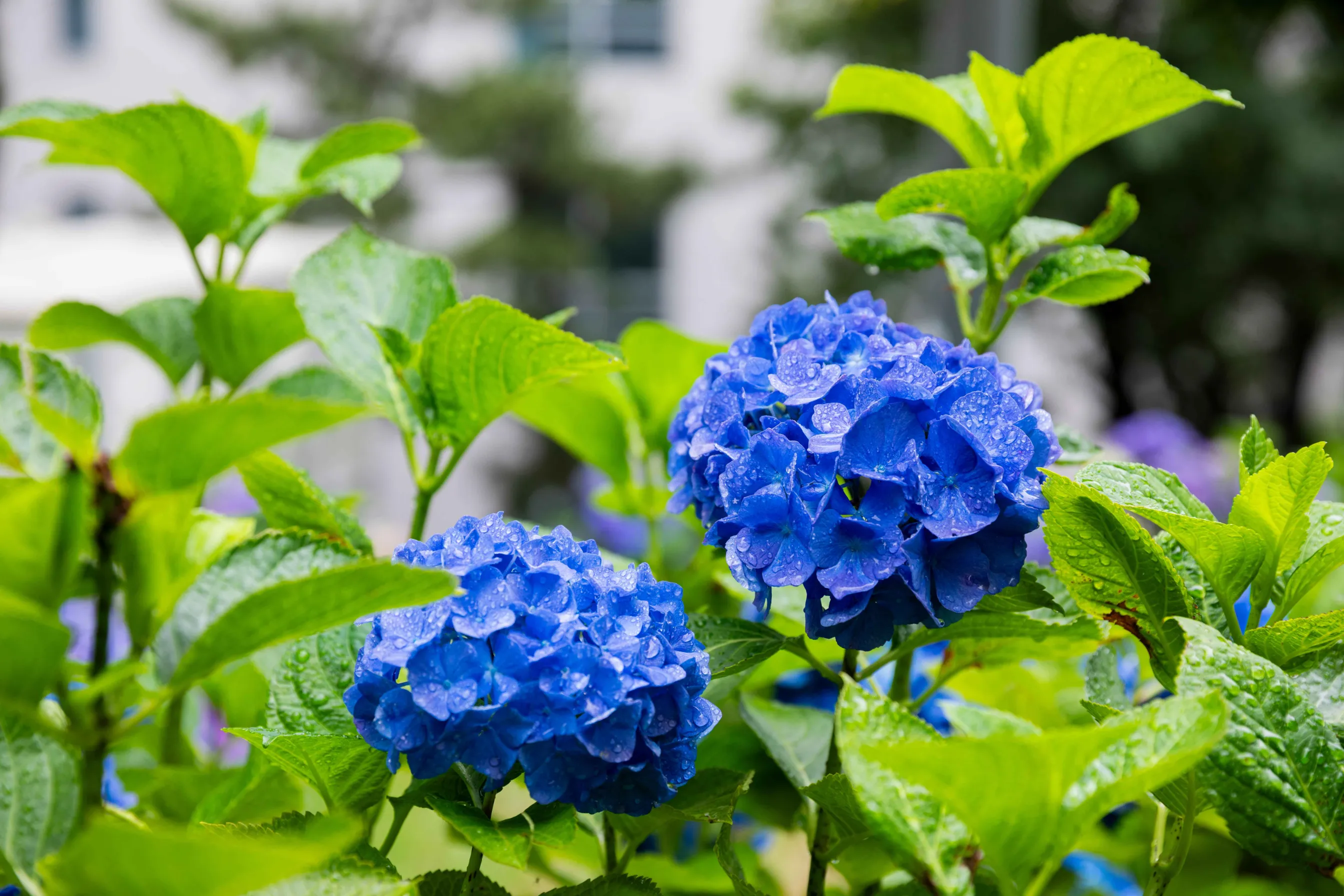 울산 장생포 문화마을 수국축제 사진 모음