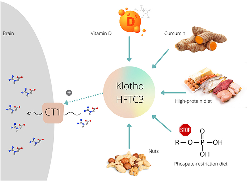  노화로 인한 클로토(Klotho) 단백질 감소...보충하면뇌 노화 예방 가능할까 Longevity factor klotho enhances cognition in aged nonhuman primates