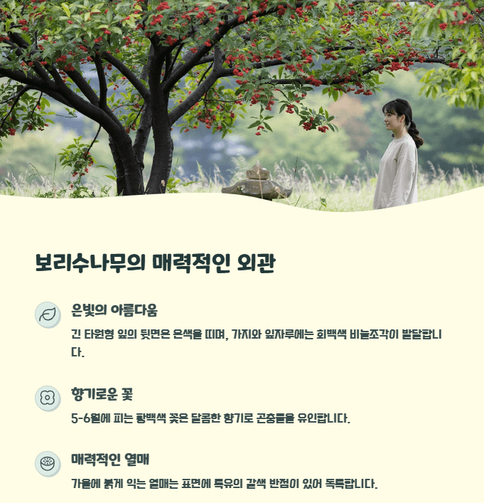 보리수 나무