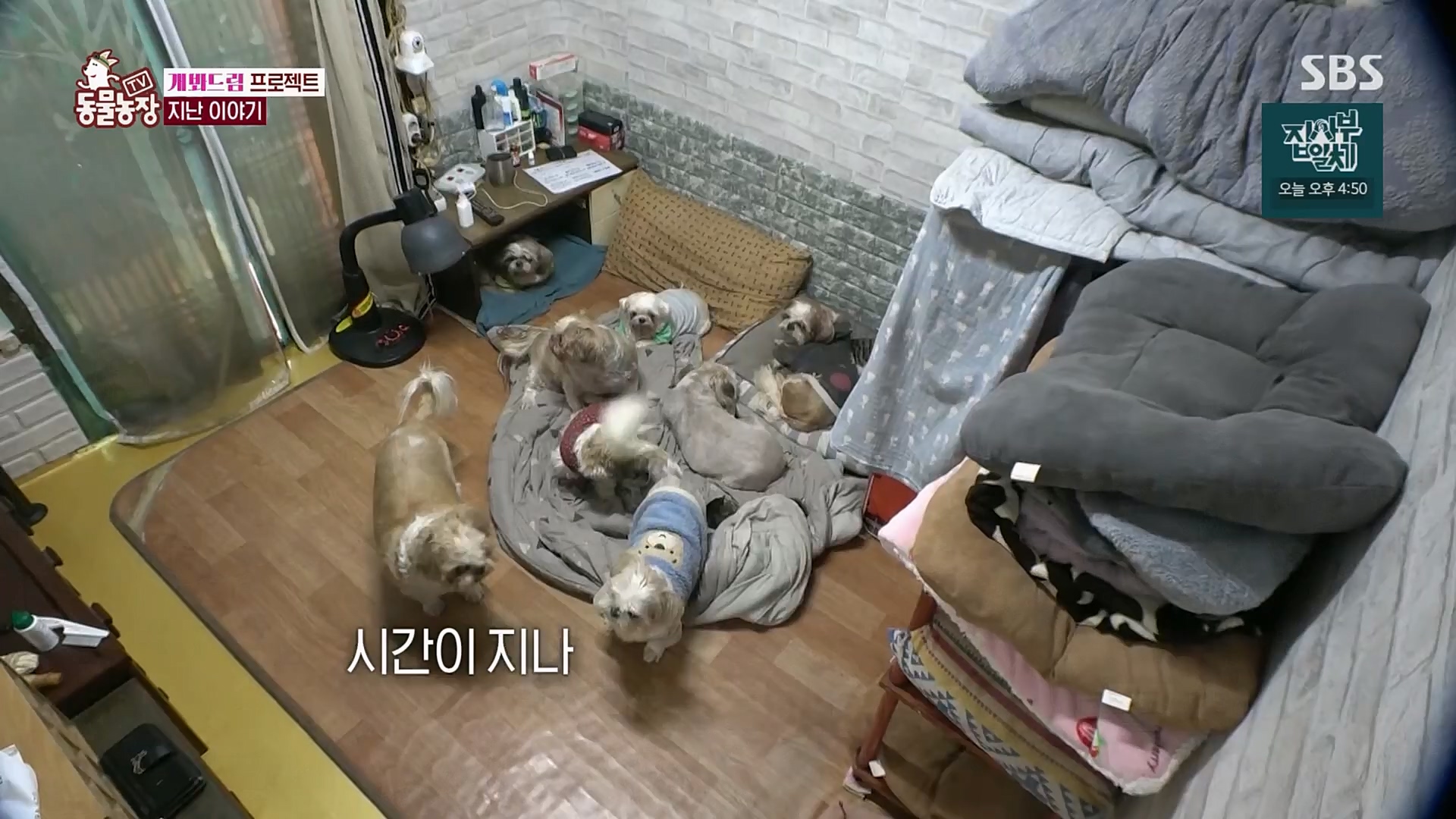 TV 동물농장.E1103.230108p.H264-F1RST.mp4_20230108_174639.790.jpg