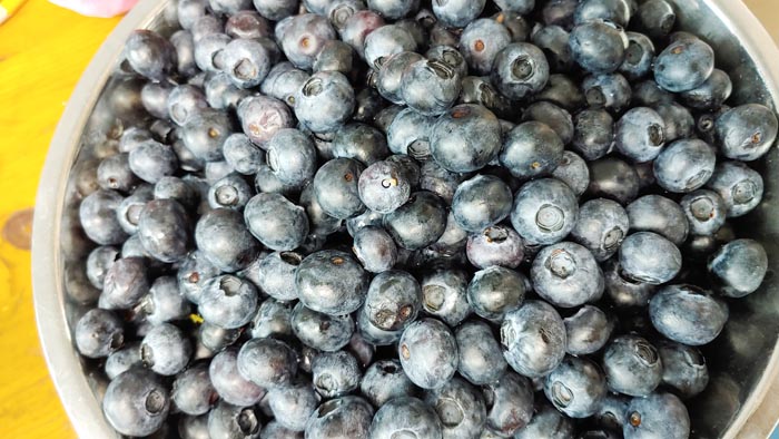 눈에 좋은 음식 블루베리 효능 먹는 4