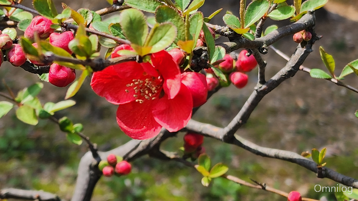 명자나무 꽃 &#44;산당화