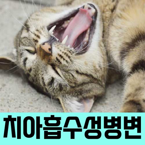 고양이 이빨