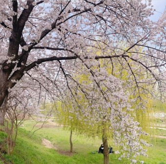 벚꽃 명소