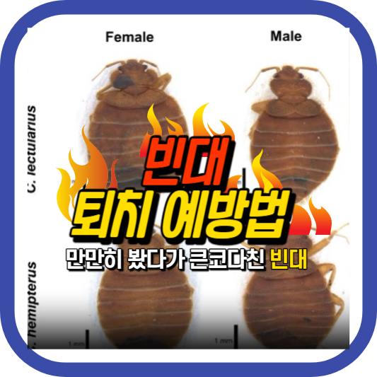 빈대 퇴치