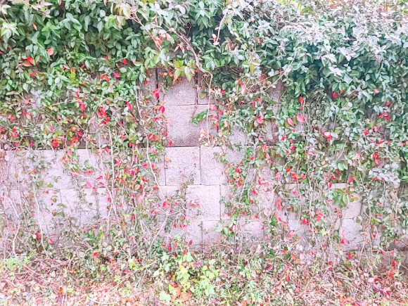 #부산 아이와가 볼만한 바다 운대수목원 2