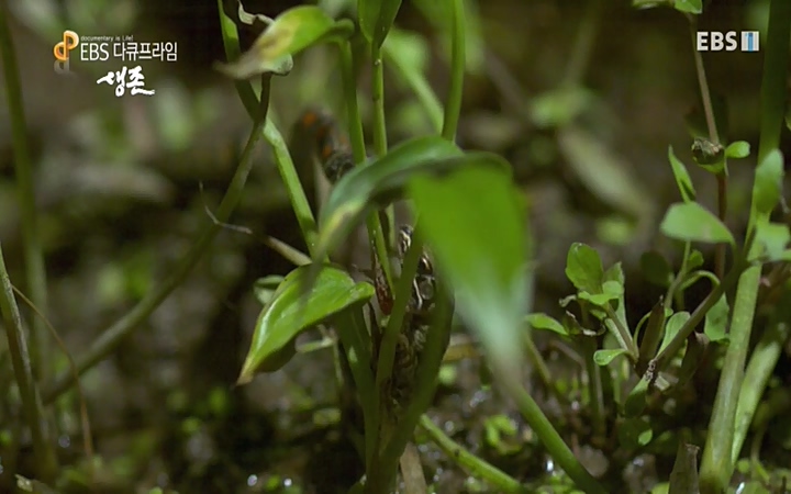 EBS 다큐프라임_ 220628.avi_20220629_205600.105.jpg