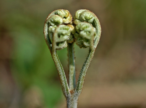 [식재료] 양치류 고사리의 효능에 10