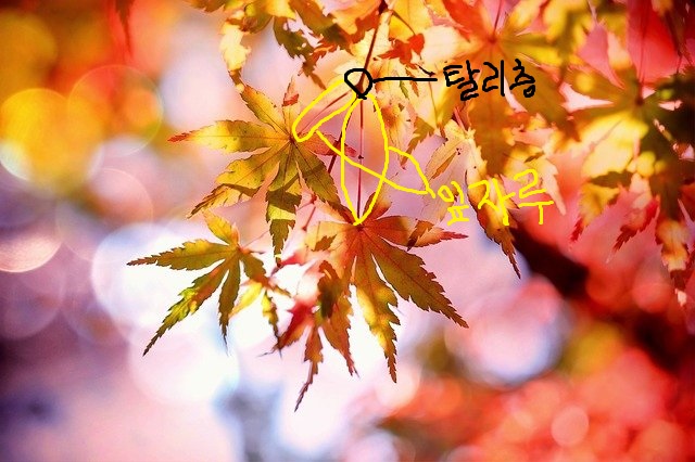 잎자루_탈리