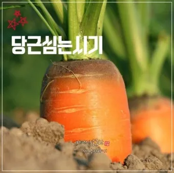 당근 수확시기 파종시기 효능 요리법_15